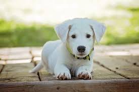 This is perfectly normal, your little pup may have expended a lot of energy and considering that a dog only has sweat glands on their feet, they often cool down by panting with their mouth wide open. Why Do Puppies Breathe Fast