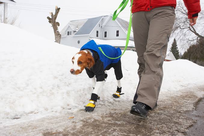 Icy paws? How dog boots can keep your pup safe and warm during Colorado  winters.
