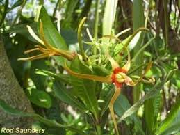 Image result for Strophanthus sarmentosus