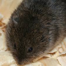 How to deter voles from your garden. How To Control Voles In Your Garden Finegardening