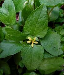 Image result for Synedrella nodiflora
