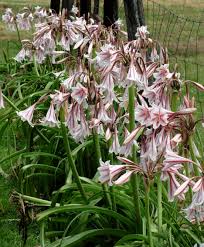 Image result for Crinum