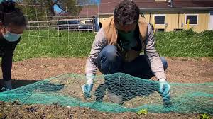 Thank you for your understanding and support. Setting Up Bird Netting Youtube