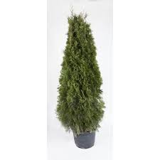 Cost varies greatly by region (and even by zip code). 7 Gal 5 Ft Cedar Hedging Lowe S Canada