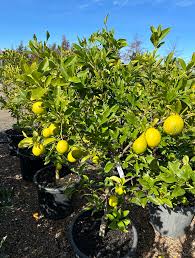 Image result for Citrus × aurantiifolia