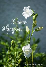 Whatsapp ist immer noch der beliebteste messenger. Schone Pfingsten Wunscht Wildpeppermint Design De Glockenblume Frohe Pfingsten Pfingsten Bilder Pfingsten