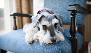There is a controversial fourth color variant in miniature schnauzers, pure white, which is not recognized universally. Miniature Schnauzer