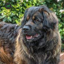 A leonberger played buck the sled dog in the 1997 remake of call of the wild. in the jack london novel, buck was a mixed breed, a cross between a st. Lemp Leukoencephalomyelopathy Leonberger Genimal