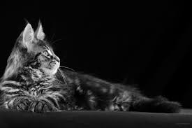 Large collection of pictures, which are conveniently divided into categories to help you find. Schwarze Katze Desktop Hintergrund Katze Kostenlos 2736x1824 Wallpaper Teahub Io