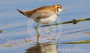 Grey Bird With Black And White Striped Head Water Bird Is Standing In Water Of Lake Light Gray Beak Saffron Color Head White Neck And Chest Light Brown Eyes Eye To Neck Bla Bird Light Grey Water