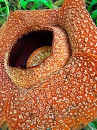 Bunga rafflesia merupakan golongan tumbuhan parasit yakni menyerap nutrisi tanaman induk atau tanaman inangnya. Adenna Rafflesia Garden Poring Aktuelle 2021 Lohnt Es Sich Mit Fotos