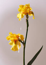 Great for flower and vegetables. O5fq1sqnekng7m