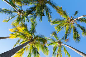 Our offerings include everything from tree. Tree Transplanting Saves Palms Priority Trees