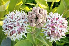 Asclepias Speciosa Showy Milkweed In 2020 Met Afbeeldingen