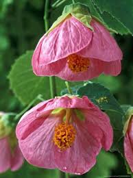 You may also notice a similarity to mallows and hibiscus. Pin On Plants In Our Garden