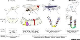 Human intestinal epithelial cell features human intestinal epithelial cells (iec) are a layer of cells that line the luminal surface of intestinal epithelium. The Role Of Organelles In Intestinal Function Physiology And Disease Trends In Cell Biology