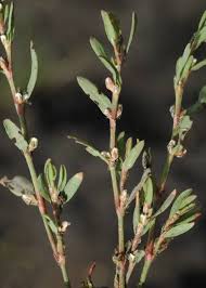 Image result for Polygonum aviculare