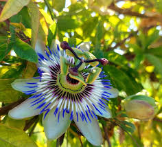 Image result for Passifloraceae