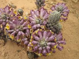 Image result for Cistanche tinctoria