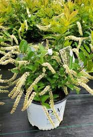 Image result for Itea