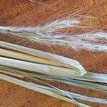 Image result for Diheteropogon amplectens