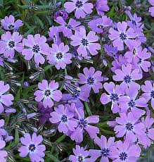Plamenky, častěji zvané floxy, dělaly svými pestrými květy radost už našim babičkám. Teppich Phlox Purple Beauty Phlox Subulata Purple Beauty
