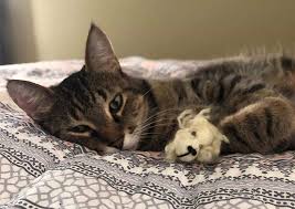 Companion care animal hospital reviews. Companion Animal Care Fond Du Lac Veterinarians