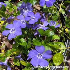Image result for Vinca minor