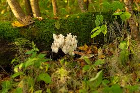 The term lion's mane sounds like something you'd find roaming the plains. Lion S Mane The Smart Mushroom The Alchemist S Kitchen