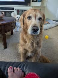 Green dog color fading, possible causes?