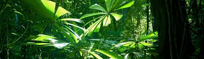 From 2001 to 2019, there was a reduction of about 8.12 million hectares of forest cover in malaysia. Rainforests What Are The Threats To The Rainforests Young People S Trust For The Environment