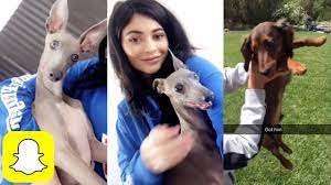 Kylie Jenner S Dogs On Snapchat Kylie Snaps Youtube