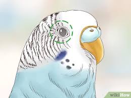 3 Easy Ways To Tell The Age Of A Budgie Wikihow
