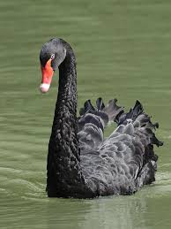 Australian Black Swans Cygnus Atratus Black Swan Swan Australian Birds