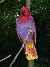 Eclectus Parrot Wikipedia