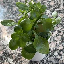 Image result for Kalanchoe crenata