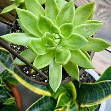 Image result for Euphorbia neoglaucescens