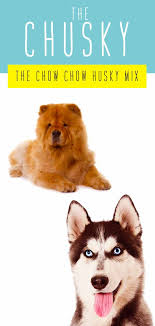 Chusky Information Center The Chow Chow Husky Mix Breed Guide