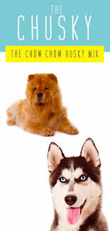 chusky information center the chow chow husky mix breed guide