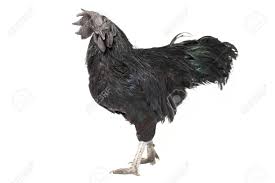 Details and compatible parents can be found on the yamask egg moves page. Black Rooster Ayam Cemani Chicken Isolated On White Background Stock Photo Picture And Royalty Free Image Image 153257007