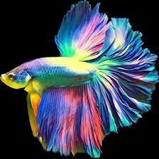Rainbow Halfmoon Betta Fish Ikan Eksotis Ikan Akuarium Ikan Tropis