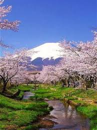 Download Free Cherry Blossoms Mount Fuji Japan Mobile Wallpaper Contributed By Frankenreiter Cherry Blossoms Moun Mount Fuji Japan Mount Fuji Beautiful Nature