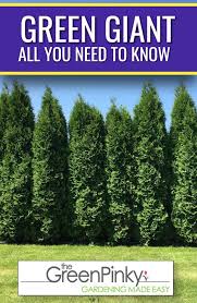 This breed is a tremendously popular selection for a privacy screen, and for good reason. How To Grow Green Giant Tips For Raising Arborvitae
