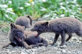 … are about half the weight of red foxes. Arctic Fox Wikiwand