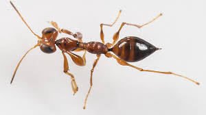 Image result for Gonatopus