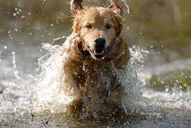 The Midas Touch Golden Retrievers Make Great Duck Dogs