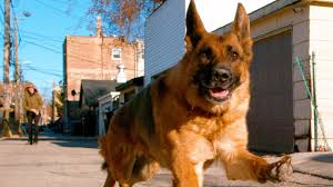 German shepherd's origin, price, personality, life span, health, grooming, shedding, hypoallergenic, weight, size & more german shepherd information & dog breed facts. German Shepherd Dog Running In 4k Slow Motion Alsatian Shepherd Dog Youtube