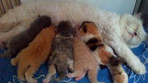 Usia kandungan kucing dan manusia sangat berbeda jauh. 17 Cara Merawat Kucing Setelah Melahirkan Dengan Benar Arenahewan Com