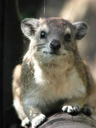 Hyrax Lives In Rocks In Africa Closest Living Relative The Elephant For Reals Do Love Interesting Animals Animals Wild Animals