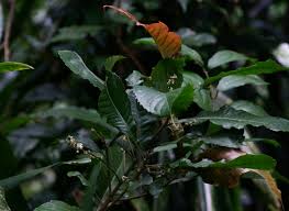 Image result for Argomuellera